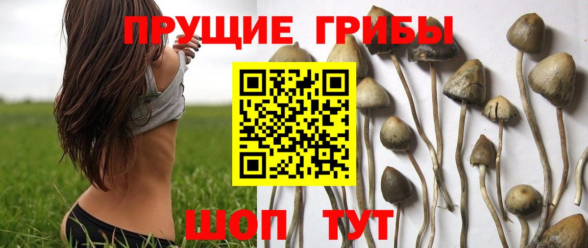 Галлюциногенные грибы ЛСД  Кызыл  где можно купить наркотик  Псилоцибиновые грибы ЛСД 